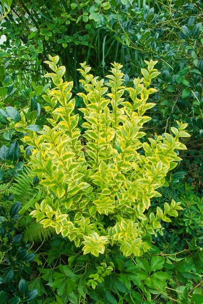 Ligustrum ovalifolium 'Aureum', Goldliguster, gelb-grün, 40–60 cm