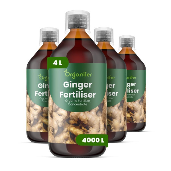 Vier Flaschen Organifer Ingwer Dünger Konzentrat zu je 4 Liter, organischer Flüssigdünger, ausreichend für circa 4000 Liter.