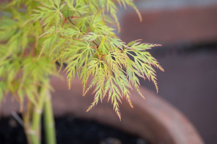 Acer palmatum 'Dissectum Viridis', Grüner Fächerahorn, 30–40 cm