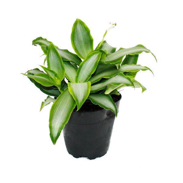 Murdannia loriformis Bright Star - niedrig wachsende Zimmerpflanze - 12cm Topf