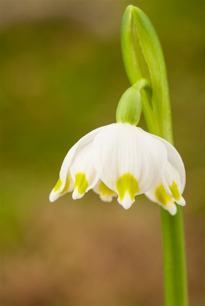 Leucojum vernum, Märzenbecher, weiß, ca. 9x9 cm Topf
