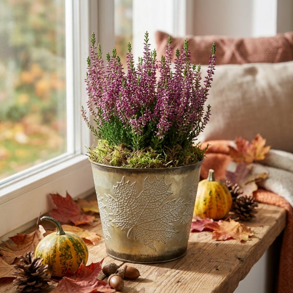 Herbstliche Dekoration mit Erika Pflanze in einem Metallübertopf mit Blattmotiv auf einer Fensterbank mit Kürbissen und Herbstlaub.