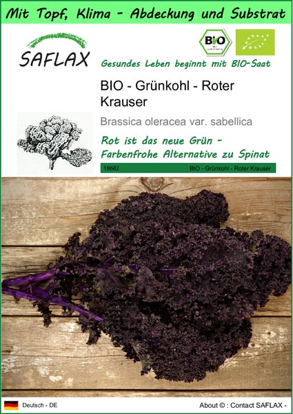 SAFLAX Garden to go - BIO - Grünkohl - Roter Krauser - Brassica oleracea var. sabellica - 50 Samen - Mit Topf, Klima - Deckel und Anzuchtsubstrat