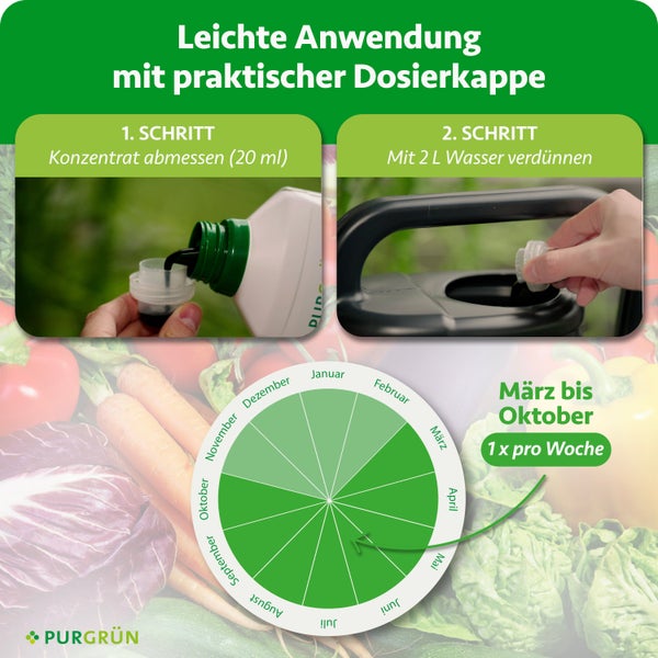 Infografik zur Anwendung von Flüssigdünger: 20 Milliliter Konzentrat abmessen, mit 2 Liter Wasser verdünnen. Anwendung von März bis Oktober einmal wöchentlich. Purgrün Logo.