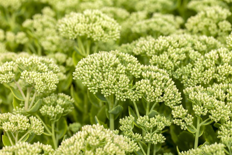 Sedum telephium 'Herbstfreude', Fetthenne, rosa Blüten, ca. 9x9 cm Topf