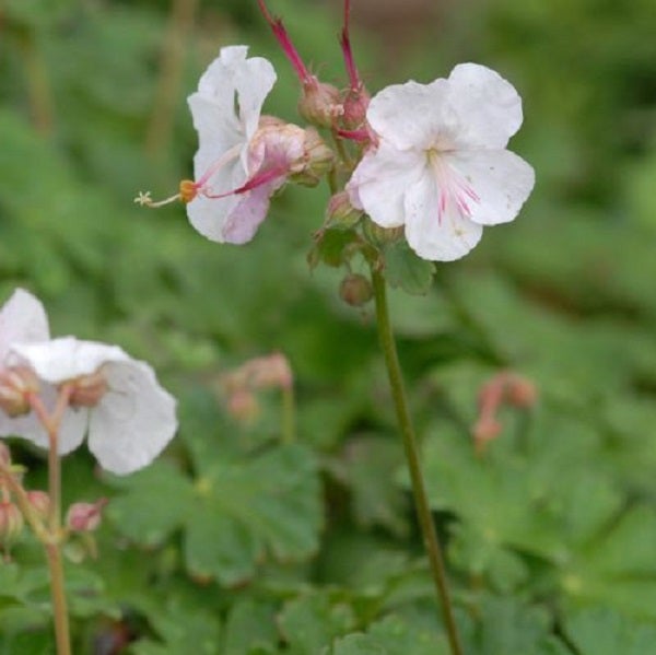 Nahaufnahme einer Storchschnabelblüte im Garten