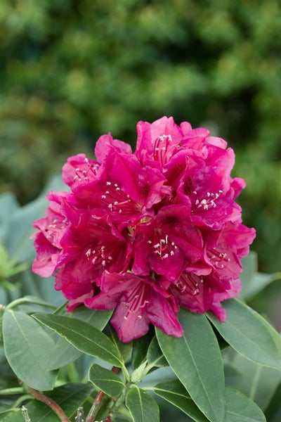 Rhododendron Hybr. 'Old Port', Rhododendron, purpurrot, 60–70 cm