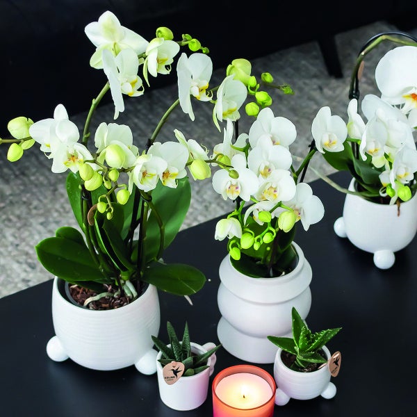 Kolibri Orchids COMBI DEAL von 2 weißen Phalaenopsis Orchideen Amabilis Topfgröße 9cm blühende Zimmerpflanze frisch vom Züchter