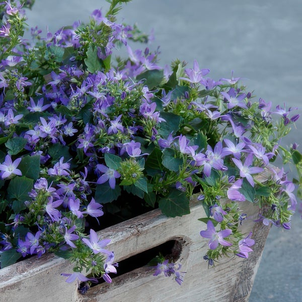 Blaue Glockenblume Campanula portenschlagiana mit grünen Blättern in einer rustikalen Holzkiste.