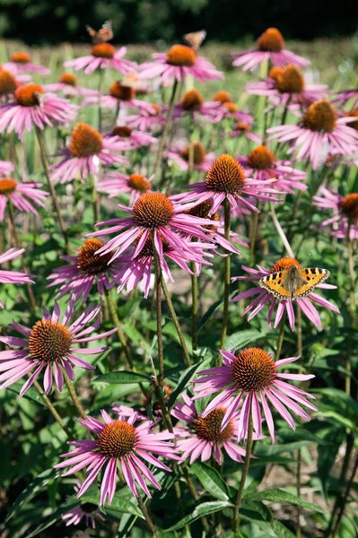 Echinacea purpurea 'Pica Bella', Sonnenhut, rosa, ca. 11x11 cm Topf