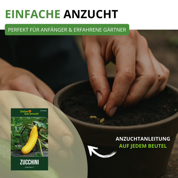 Aussaat von Zucchinisamen in einen Topf mit Anzuchterde, im Hintergrund die Verpackung des Zucchinisaatguts der Marke Deine Gartenwelt.