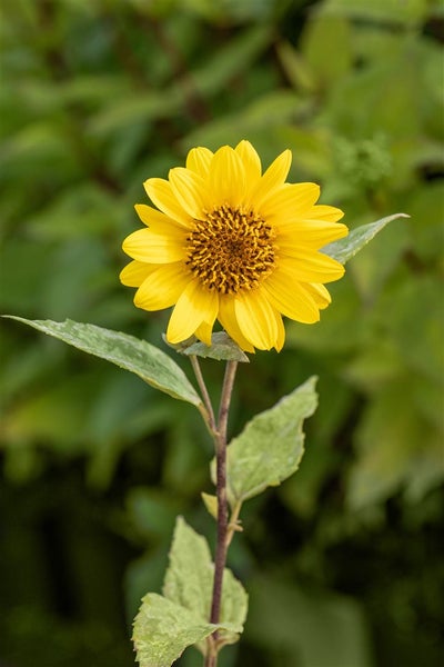 Helianthus decapetalus 'Capenoch Star', Stauden-Sonnenblume, gelb, ca. 11x11 cm Topf