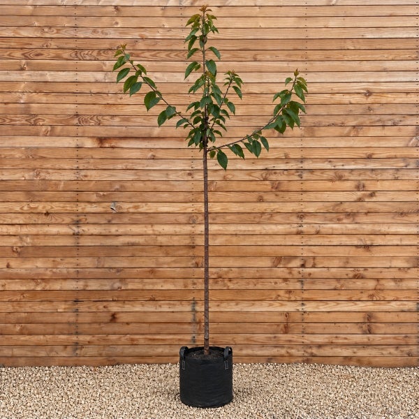 Junger Baum als Hochstamm in einem schwarzen Pflanzbeutel vor einer hölzernen Sichtschutzwand stehend