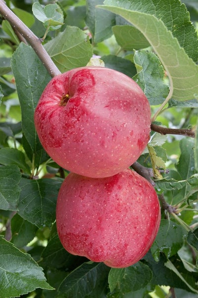 Malus domestica 'Florina', Apfelbaum, 150–200 cm