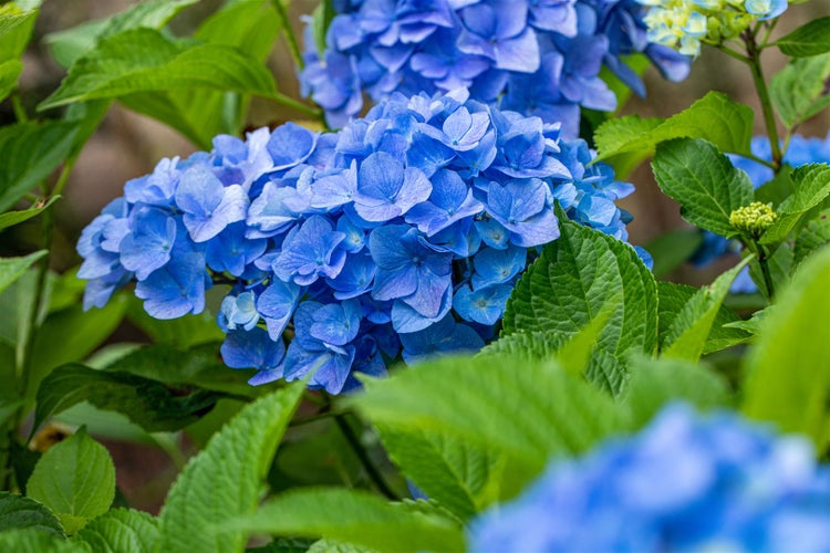 Hydrangea macrophylla 'Belle Seduction', Hortensie, rosa, 40–60 cm