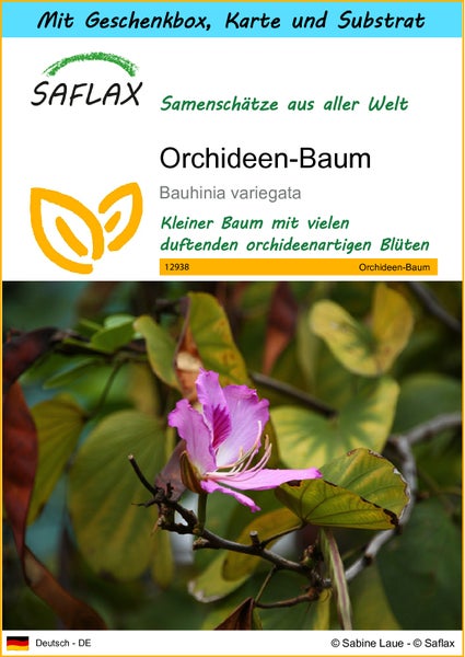SAFLAX Geschenk Set - Orchideen-Baum - Bauhinia variegata - 8 Samen - Mit Geschenkbox, Versandaufkleber, Geschenkkarte und Anzuchtsubstrat