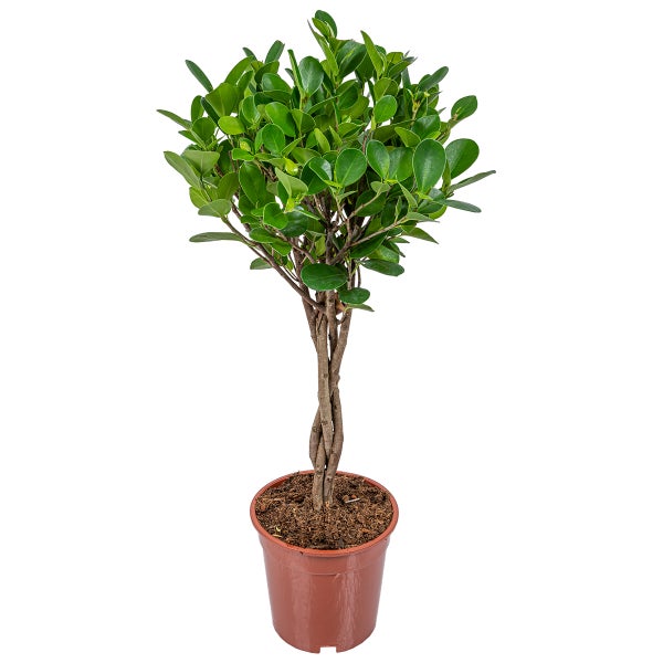 Ficus Microcarpa 'Moclame' - Robuste Pflanze - Leicht zu pflegen - ⌀17 - ↕80 cm