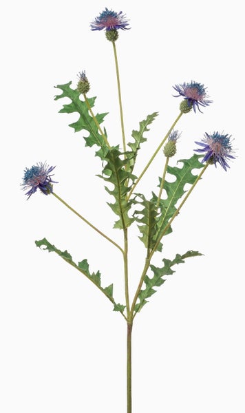 Künstliche Distel Zweig mit lila Blüten und grünen Blättern