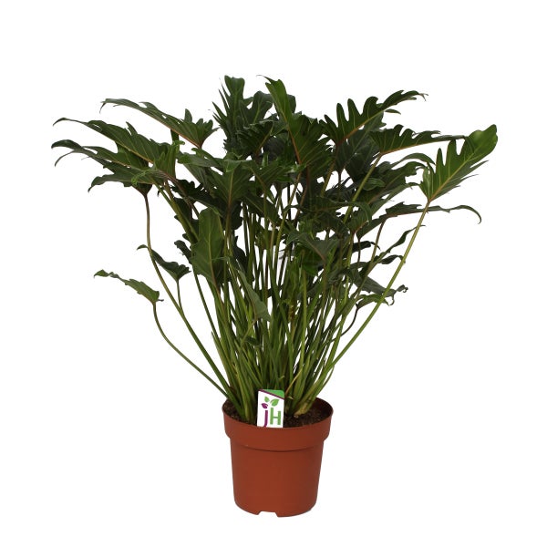 Philodendron Xanadu im 21cm Topf, Gesamthöhe ca.65cm