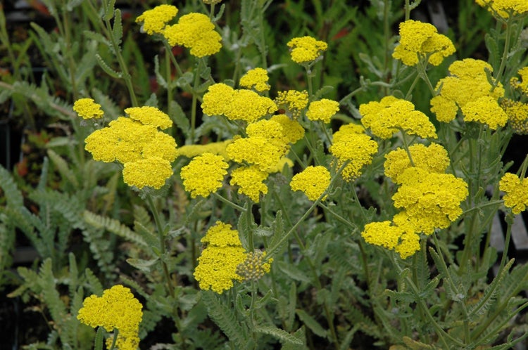 Achillea clypeolata 'Moonshine', Schafgarbe, leuchtend gelb, ca. 9x9 cm Topf
