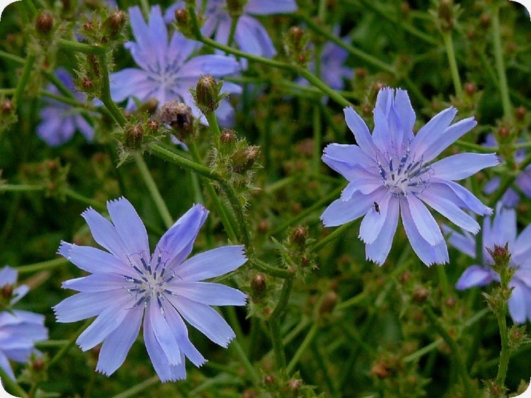 SAFLAX  - Wegwarte - Cichorium intybus - 250 Samen