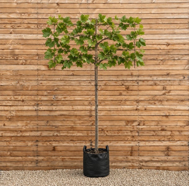 Ahorn Dachform Baum als Hochstamm in einem schwarzen Pflanzsack vor einer Holzfassade