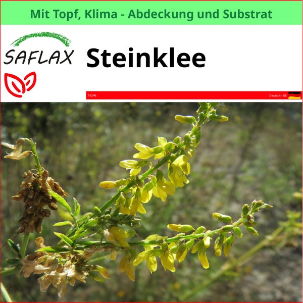 Saflax Steinklee mit Topf, Klimaabdeckung und Substrat