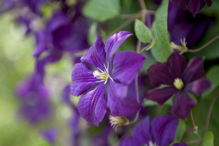 Clematis viticella 'Etoile Violette', Waldrebe, violett, 60–100 cm