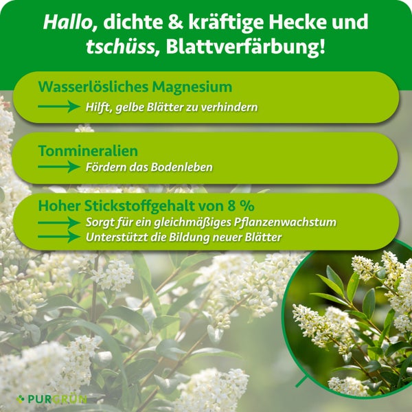 Infografik zum Purgrün Heckendünger mit Hinweisen zu wasserlöslichem Magnesium, Tonmineralien und Stickstoff für gesundes Heckenwachstum.