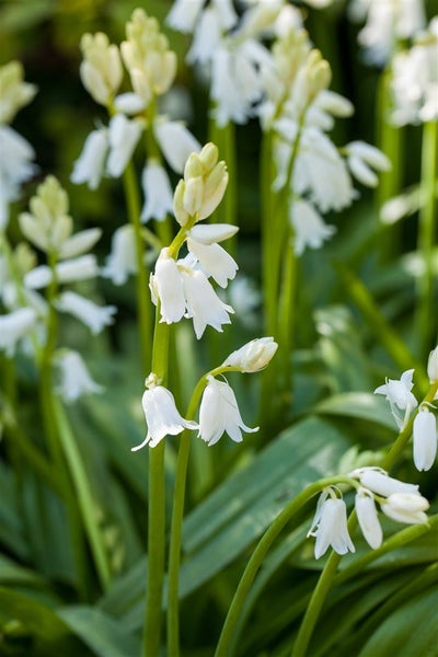 Hyacinthoides hispanica, Spanisches Hasenglöckchen, blau, ca. 9x9 cm Topf