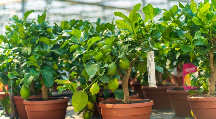 Junge Zitronenbäume Citrus limon mit grünen Blättern und unreifen Zitronen in Kunststofftöpfen in einem hellen Gewächshaus.