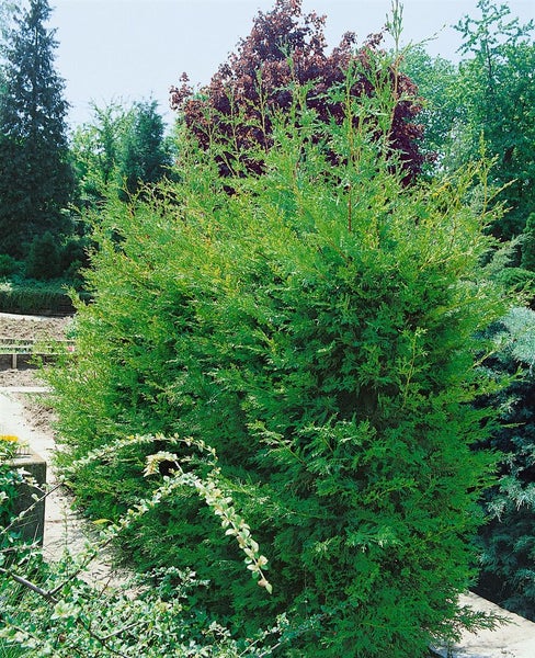 Cupressocyparis leylandii 'Typ 2001', immergrün, 60–80 cm
