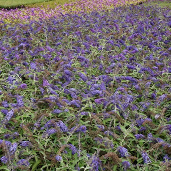 Feld von Schmetterlingsflieder-Pflanzen im Garten.