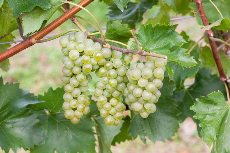 Vitis vinifera 'Bianca', Weinrebe, 80–100 cm