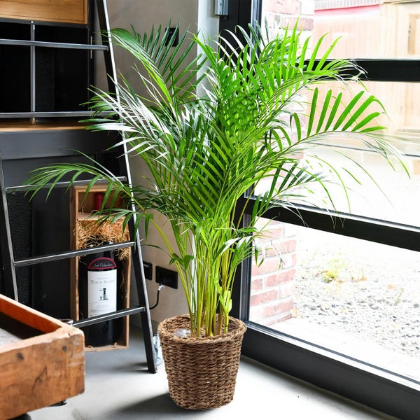 Goldfruchtpalme 110-120 cm Arecapalme Dypsis Lutescens - Echte Pflanze, Große Zimmerpflanze ø 21 cm, Pflegeleicht, Ideal für Wohnzimmer & Büro - mit geflochtenem Seegraskorb