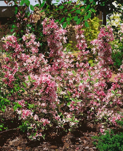 Weigela florida 'Nana Variegata', Weigelie, buntlaubig, 60–80 cm
