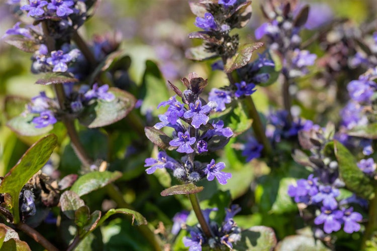 Ajuga reptans 'Catlin's Gigant', Günsel, ca. 9x9 cm Topf
