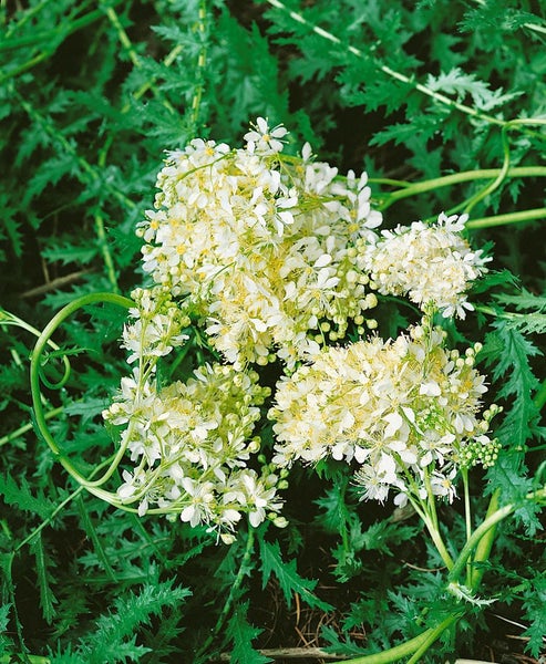 Filipendula vulgaris, Spierstaude, ca. 9x9 cm Topf, zartrosa Blüten