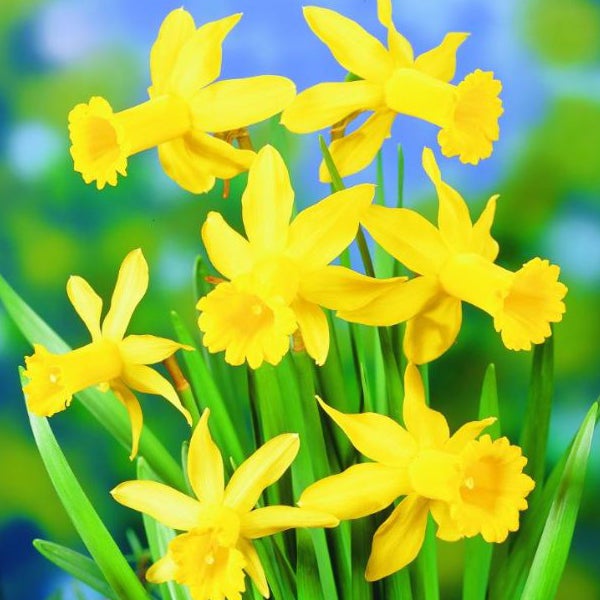 Gelbe Narzissenblüten mit grünen Blättern