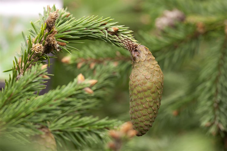 Picea abies 'Acrocona', Fichte, dekorative Zapfen, 40–50 cm