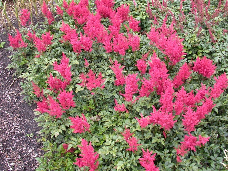 Astilbe japonica 'Montgomery', Prachtspiere, rot, ca. 9x9 cm Topf
