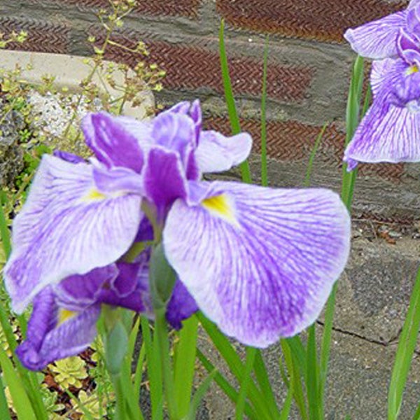 Nahaufnahme von Schwertlilienblüten im Gartenbeet