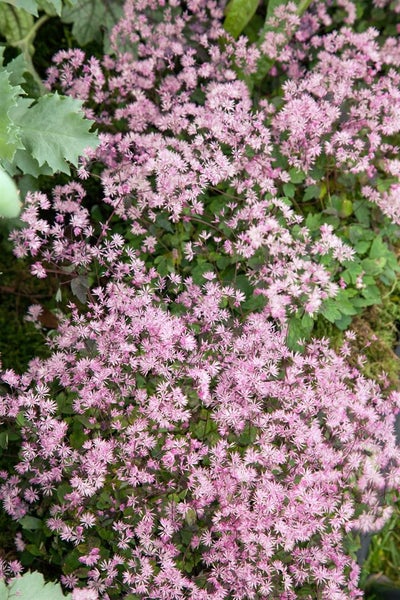 Thalictrum kiusianum, Wiesenraute, zartrosa, ca. 9x9 cm Topf