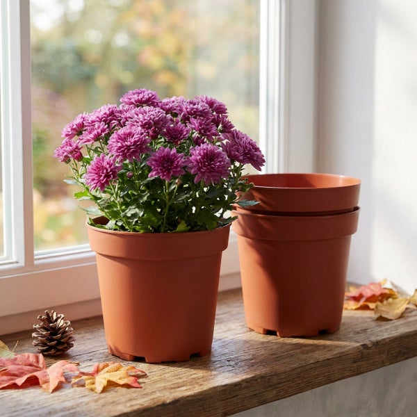 Chrysantheme in einem Kunststoff Blumentopf auf einer Fensterbank mit herbstlicher Dekoration