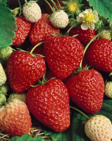 Fragaria vesca 'Ostara', Walderdbeere, rot, ca. 9x9 cm Topf