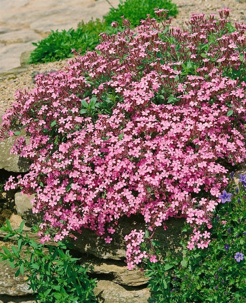 Saponaria ocymoides, Seifenkraut, rosa Blüten, ca. 9x9 cm Topf