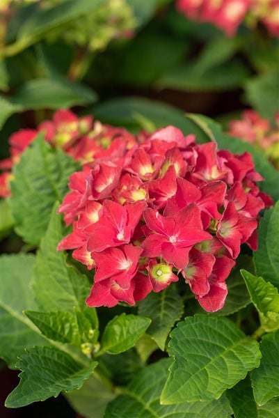 Nahaufnahme einer roten Hortensienblüte mit grünen Blättern