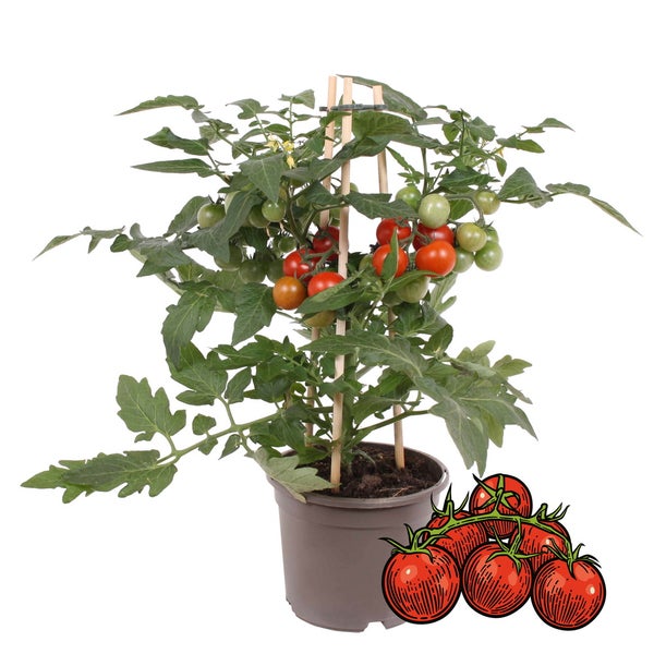 Kirschtomatenpflanze Pick-&-Joy mit vielen reifen roten Früchten im grauen Topf mit Produktetikett und Pick-&-Joy Logo.