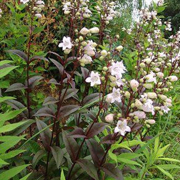 Aufnahme von Bartfadenpflanzen mit Blüten