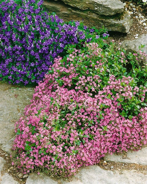 Blühende Bodendeckerpflanzen im Gartenbeet mit Steinen